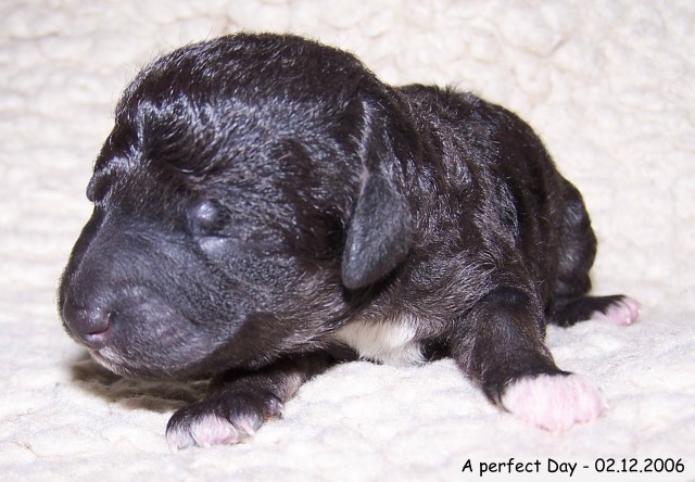 4-Huendin 02.12.2006-3A.jpg